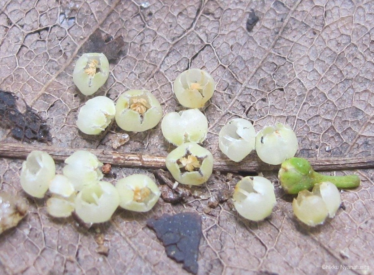 Donella lanceolata (Blume) Aubrév.